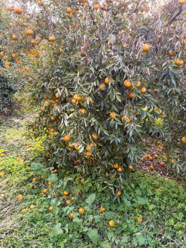 Gelata devastante nella Sibaritide: Agricoltura in ginocchio, danni gravissimi a frutti e piante